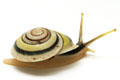 Chloraea fibula adult